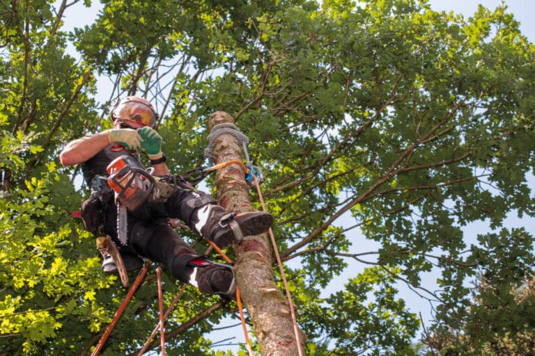 professional tree services
