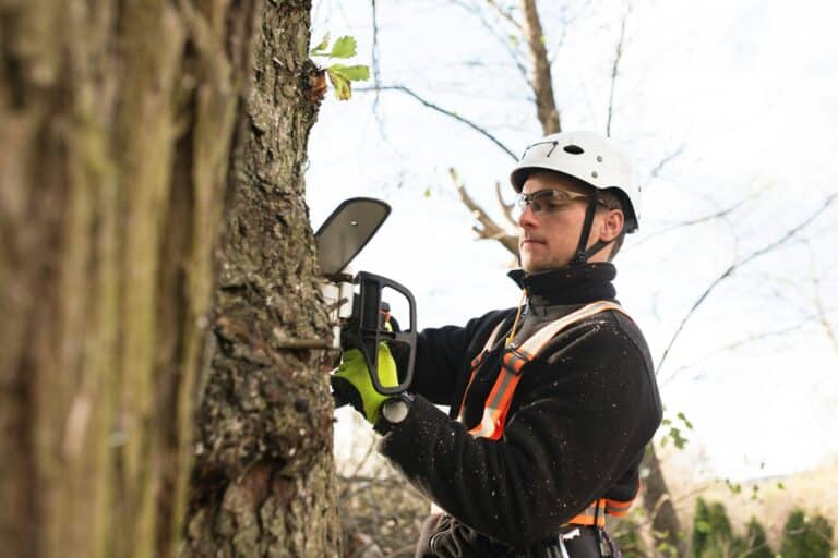 tree services